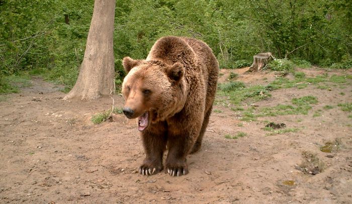 Braunbär im Wald